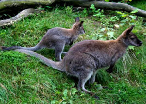 甲尾袋鼠屬 甲尾袋鼠屬