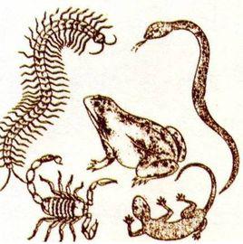 五毒[五種有毒性的動物]