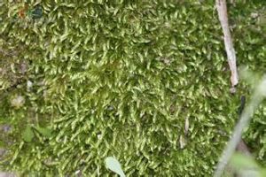 彎葉青蘚 彎葉青蘚