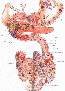 十二指腸壅滯症