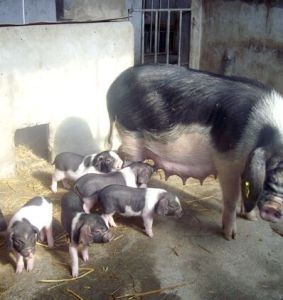 皖南花豬 皖南花豬