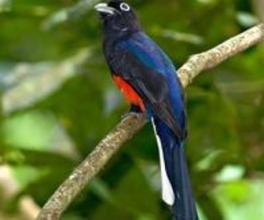 拜氏美洲咬鵑 拜氏美洲咬鵑