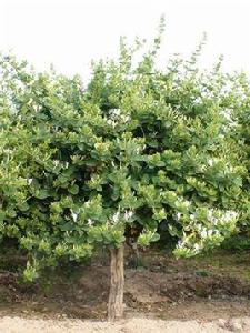 金銀花苗木 金銀花苗木