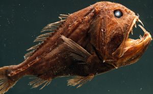 Anglerfish