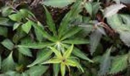 無毛狹葉香茶 無毛狹葉香茶