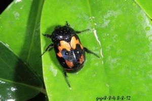 斑翅四齒金龜 斑翅四齒金龜