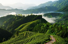 洪雅有機茶基地