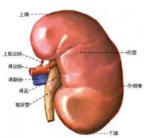 腎蒂 腎蒂