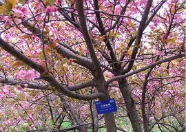 日本晚櫻[日本女子組合]