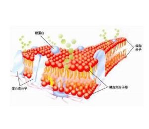 磷脂雙分子層 磷脂雙分子層