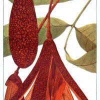 非洲楝木 非洲楝木