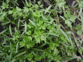 華裸柱草 華裸柱草