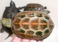 《中華鱉綠毛龜烏龜》