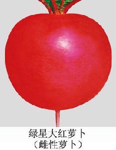 綠星大紅蘿蔔 綠星大紅蘿蔔