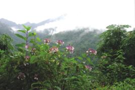 嵐峰森林公園 嵐峰森林公園