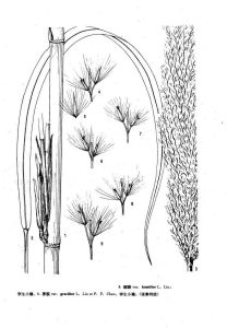 細荻(變種) 細荻(變種)