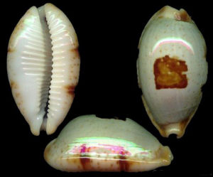 珊瑚斑塊寶螺 珊瑚斑塊寶螺