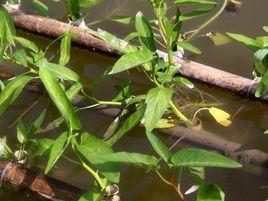 水上竹葉菜 水上竹葉菜