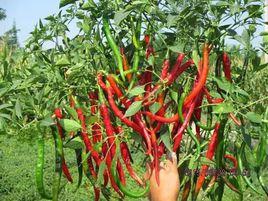 魯紅一號 魯紅一號