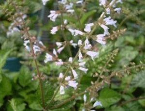 白花黃芩 白花黃芩