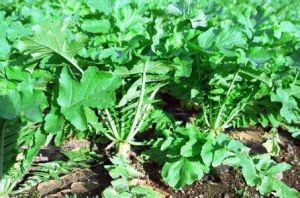 潤肺通竅湯 潤肺通竅湯