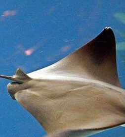 爪哇牛鼻鱝 爪哇牛鼻鱝