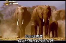 動物長壽的秘密