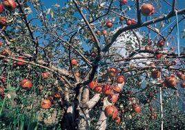 蘋果樹真細菌病害 蘋果樹真細菌病害