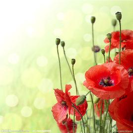 虞美人草[罌粟科罌粟屬草本植物]