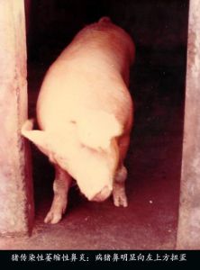 豬傳染性萎縮性鼻炎 豬傳染性萎縮性鼻炎