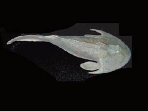 甲青魚類動物復原圖