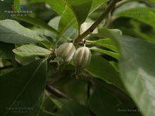 山西鄉寧的翅果油樹