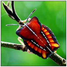 雲南崗緣蝽 雲南崗緣蝽