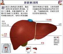 肝臟解剖圖