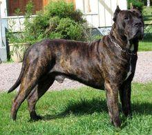 西班牙加納利犬