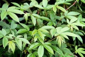 密毛纖細懸鉤子(變種) 密毛纖細懸鉤子(變種)