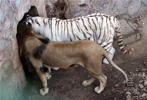 雄獅和母虎在一起繁殖獅虎獸