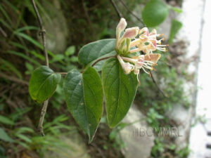 廬山忍冬 廬山忍冬