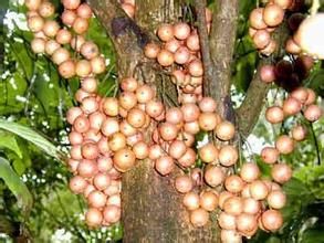 多脈木奶果 多脈木奶果