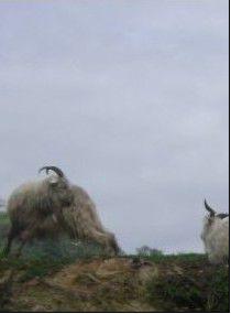 蔚藍的天空[瀟湘書院​上連載的網路小說]