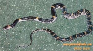 （圖）寮國白環蛇