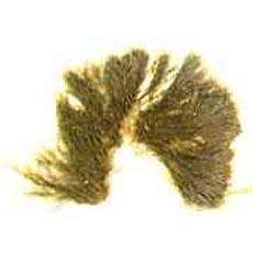 三叉黑頂藻 三叉黑頂藻