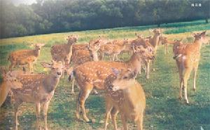 溪河鎮梅花鹿