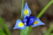艾里斯花朵