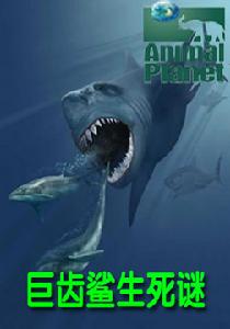 巨齒鯊生死謎 巨齒鯊生死謎