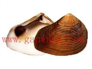 南澳厚蛤 南澳厚蛤