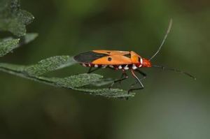 姬赤星椿象 姬赤星椿象