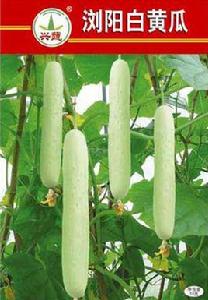 瀏陽白黃瓜 瀏陽白黃瓜
