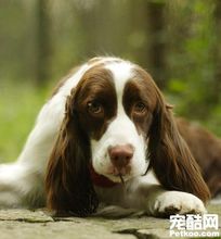 史賓格犬的形態特徵