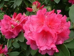 《石楠花》 《石楠花》